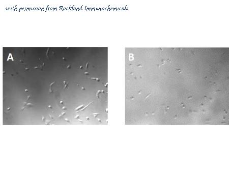 Rockland Immunochemicals 001-G70-MF2 image 1