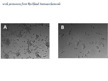 Rockland Immunochemicals 001-G70-MF3 image 1