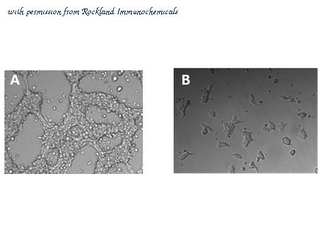 Rockland Immunochemicals 001-G70-MF7 image 1