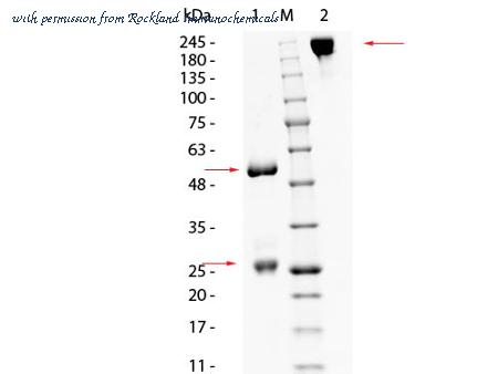 Rockland Immunochemicals 005-0102 image 1