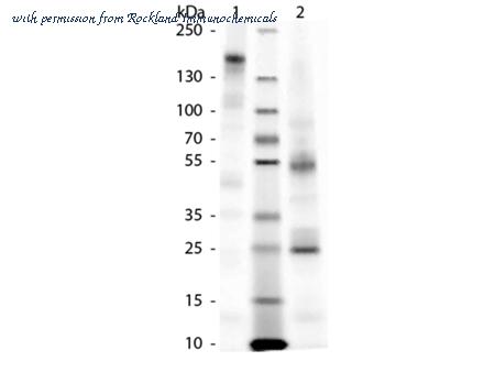 Rockland Immunochemicals 006-0102 image 1