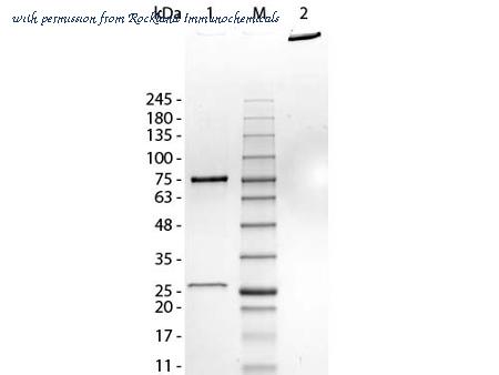Rockland Immunochemicals 009-0107 image 1