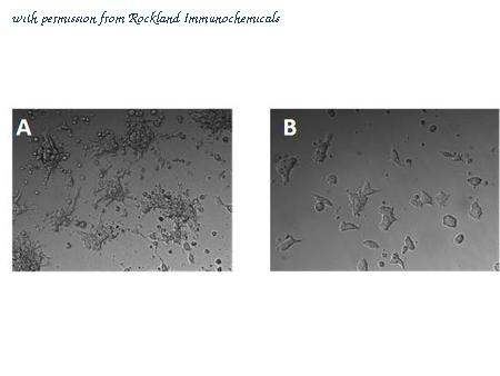 Rockland Immunochemicals 009-G70-MF0 image 1