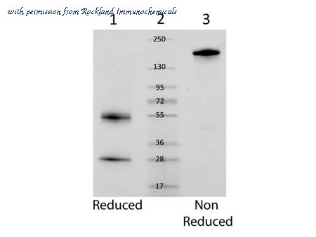 Rockland Immunochemicals 010-0102 image 1