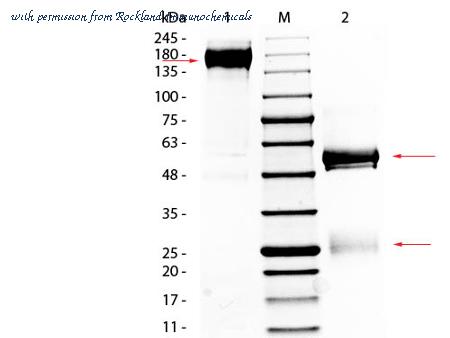 Rockland Immunochemicals 011-0102 image 1