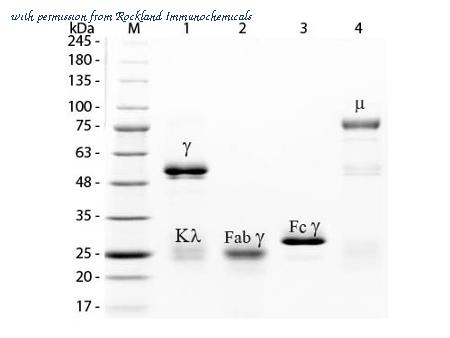 Rockland Immunochemicals 011-0105 image 1