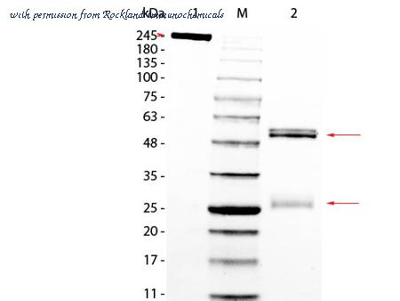 Rockland Immunochemicals 012-0102 image 1
