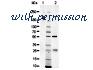 Rockland Immunochemicals 013-0102 image 1