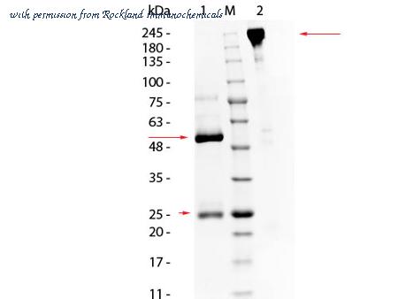 Rockland Immunochemicals 014-0102 image 1