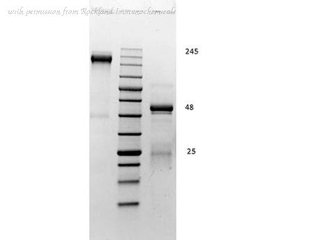 Rockland Immunochemicals D610-50 image 1