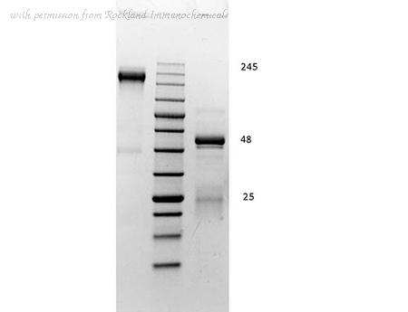 Rockland Immunochemicals D610-50 ͼ 1