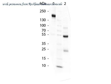 Rockland Immunochemicals D613-0050 image 1