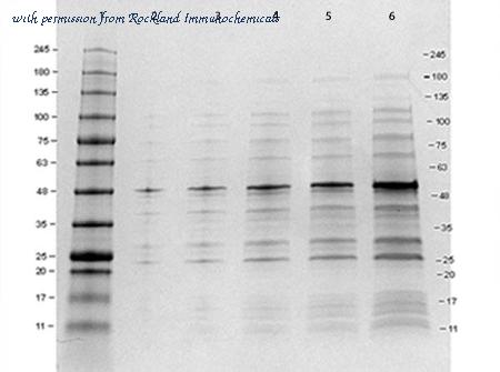 Rockland Immunochemicals MB-302-0100 image 1