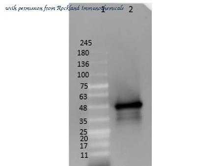 Rockland Immunochemicals W00-E01-383 image 1
