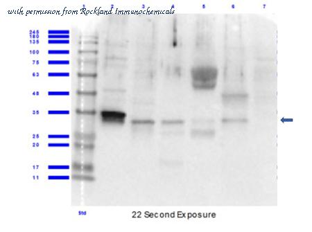 Rockland Immunochemicals 200-401-MP3 image 1