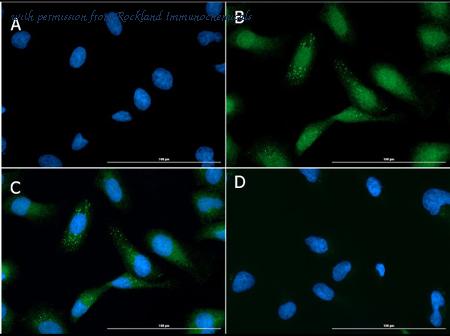 Rockland Immunochemicals 200-901-MH2 image 1
