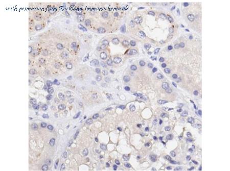 Rockland Immunochemicals 200-901-MP6 image 1