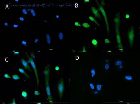 Rockland Immunochemicals 600-101-ML8 image 1