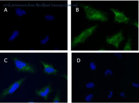 Rockland Immunochemicals 600-401-HB8S image 1