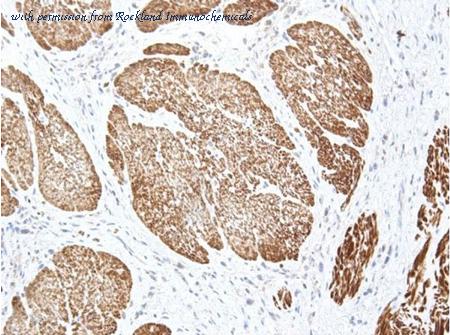 Rockland Immunochemicals 600-401-HB9S image 1