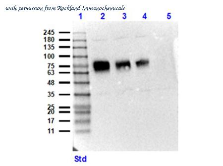 Rockland Immunochemicals 600-401-MP2S image 1