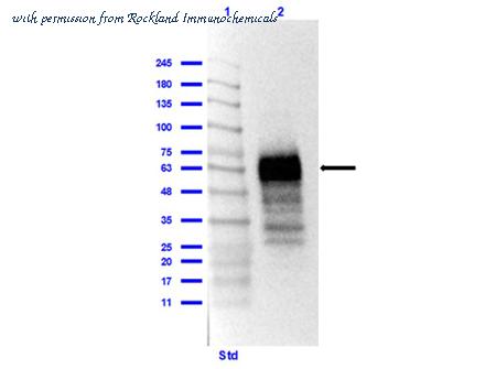 Rockland Immunochemicals 200-401-MS4 ͼ 1