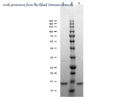 Rockland Immunochemicals 400-001-MG2 image 1