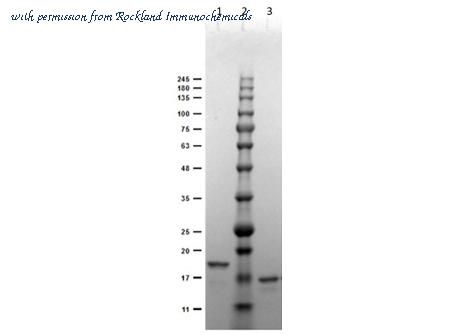 Rockland Immunochemicals 400-001-MG3 image 1