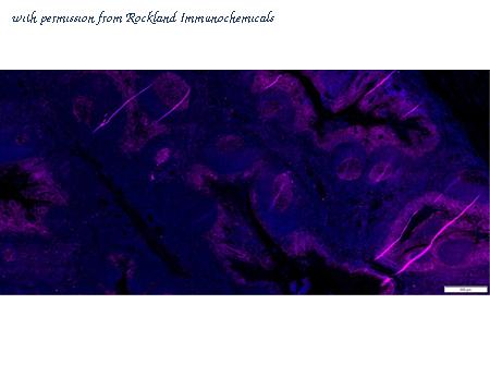 Rockland Immunochemicals 400-301-MR2 image 1