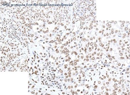 Rockland Immunochemicals 600-401-MG0S image 1