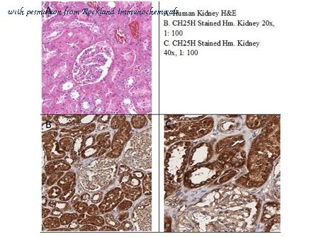 Rockland Immunochemicals 600-401-MM8S image 1