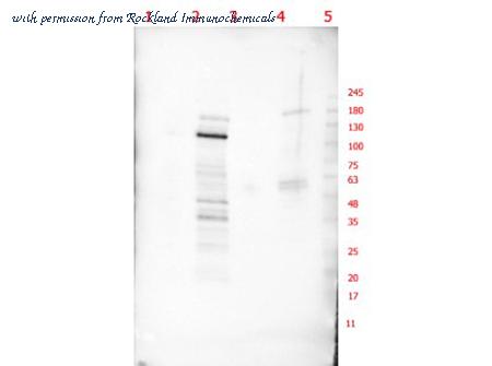 Rockland Immunochemicals 600-401-MP1 image 1