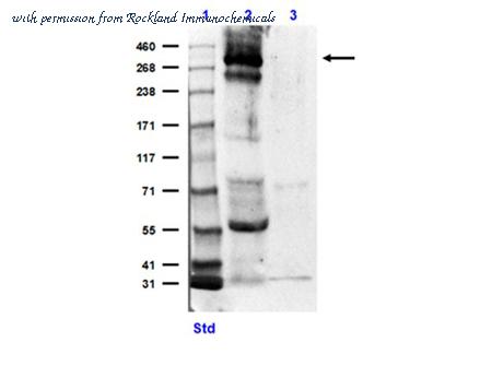 Rockland Immunochemicals 600-401-MQ0 image 1