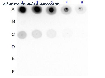 Rockland Immunochemicals 600-401-MR0S image 1