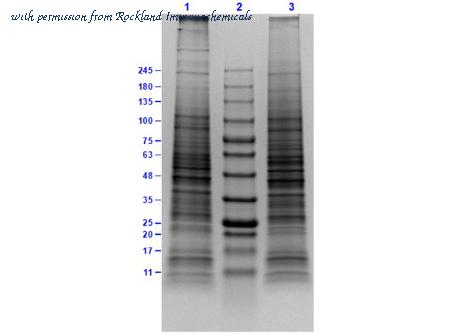 Rockland Immunochemicals W09-001-GY6 image 1