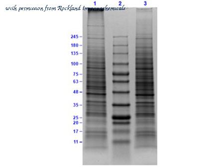 Rockland Immunochemicals W09-001-MQ2 image 1