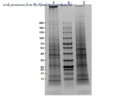 Rockland Immunochemicals W10-000-GZ1 image 1