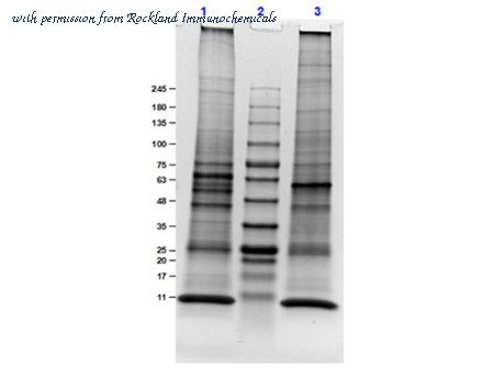 Rockland Immunochemicals W10-000-MQ1 image 1