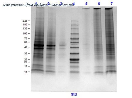 Rockland Immunochemicals W12-001-MQ6 image 1