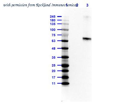 Rockland Immunochemicals 200-301-096L image 1