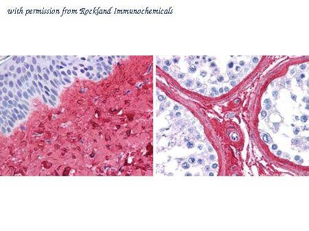 Rockland Immunochemicals 600-401-105-0.5 image 1