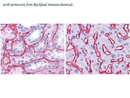 Rockland Immunochemicals 600-401-106-0.5 image 1