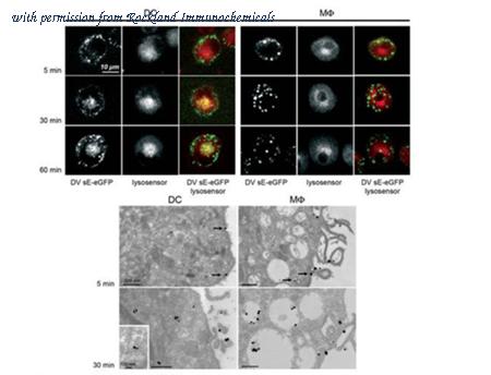 Rockland Immunochemicals 600-401-215L image 1