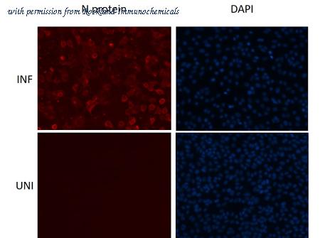 Rockland Immunochemicals 600-401-A50 image 1