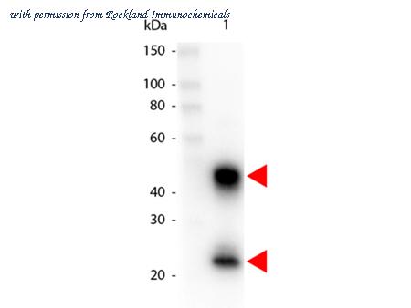 Rockland Immunochemicals 610-103-121 image 1