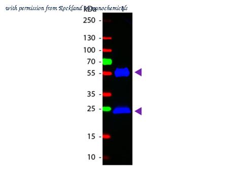 Rockland Immunochemicals 610-1202 image 1