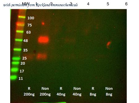 Rockland Immunochemicals 400-001-MT1 image 1