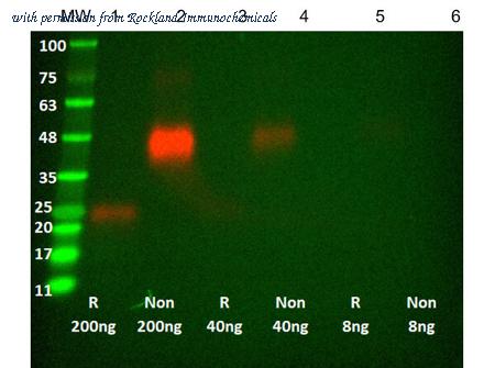 Rockland Immunochemicals 400-001-MT4 image 1