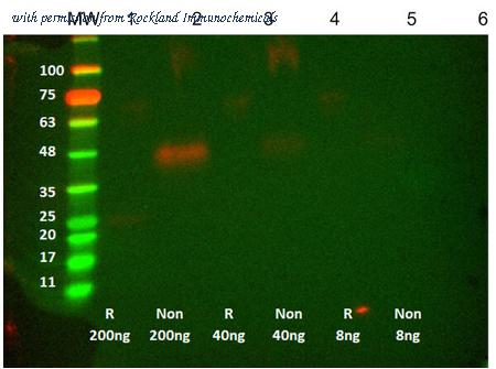 Rockland Immunochemicals 400-001-MT5 image 1