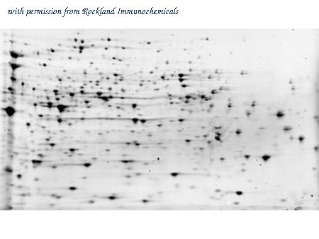Rockland Immunochemicals 000-001-J08 image 1